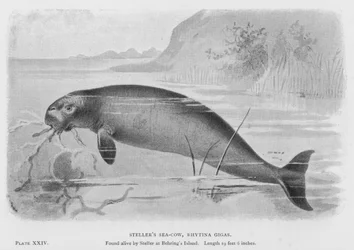 ステラーの海牛、リティナギガス